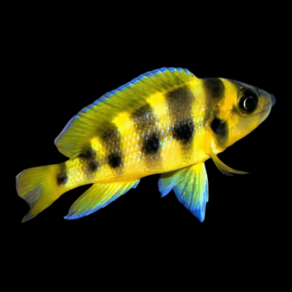 Lamprologus Sexfasiatus Gold Tanganyikan African Cichlids 5cm - Real Aquatics