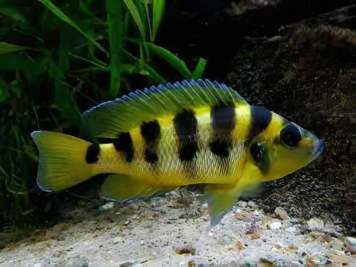 Lamprologus Sexfasiatus Gold Tanganyikan African Cichlids 5cm - Real Aquatics