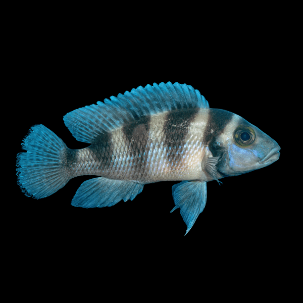 Lamprologus Tretocephalus Tanganyikan African Cichlids 5cm - Real Aquatics