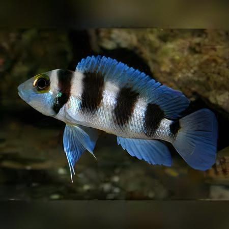 Lamprologus Tretocephalus Tanganyikan African Cichlids 5cm - Real Aquatics