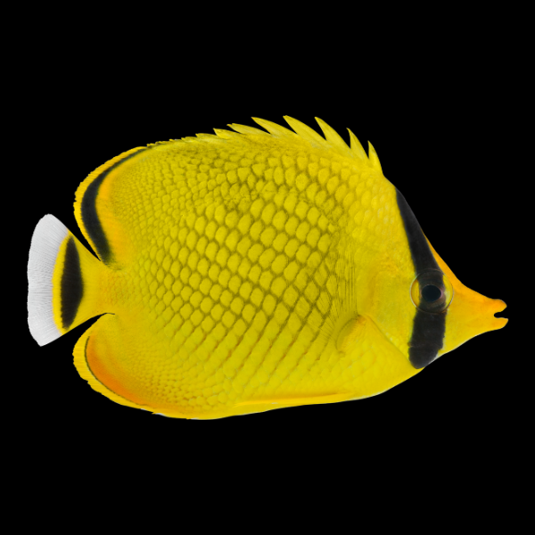 Latticed Butterfly Fish Chaetodon Rafflesii - Real Aquatics
