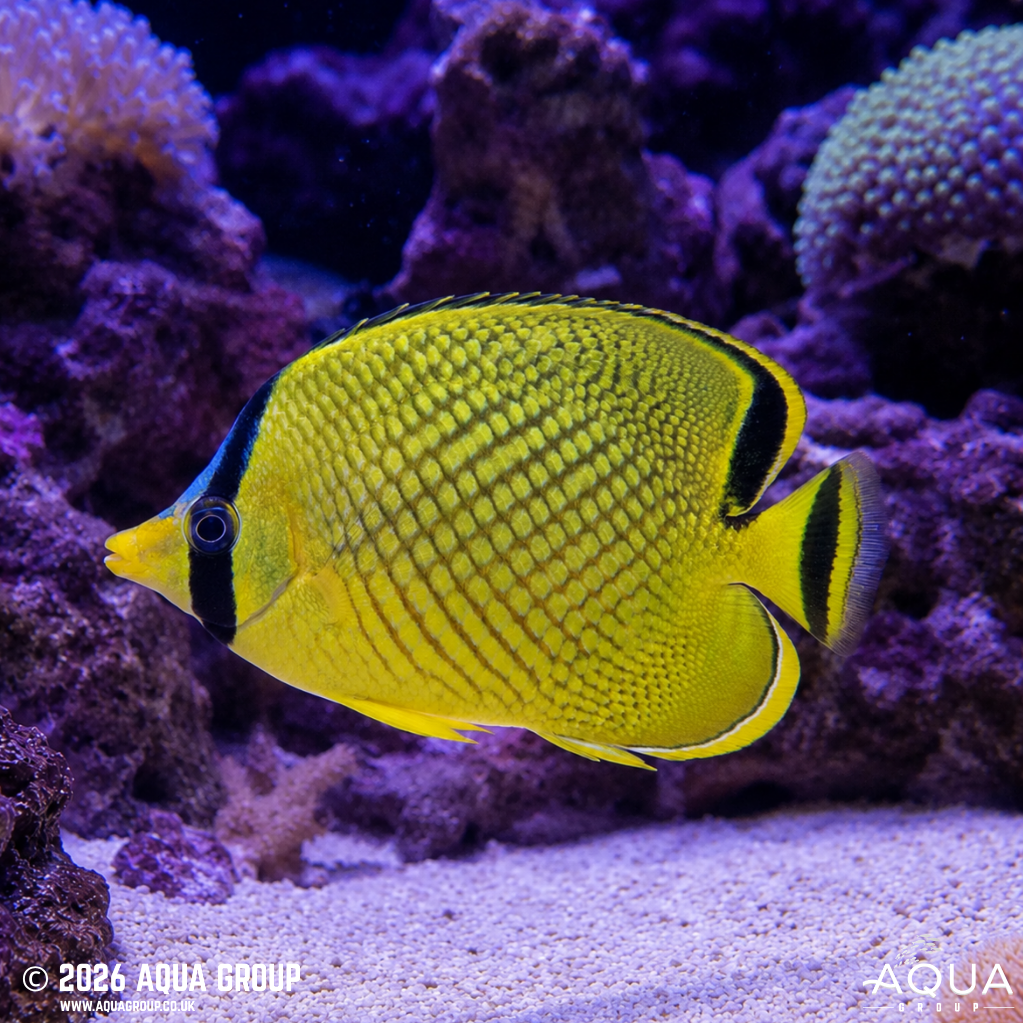 Latticed Butterflyfish (Chaetodon rafflesii)