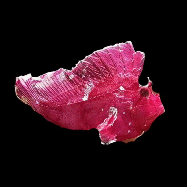 Leaf Scorpion Fish Taenianotus Triacanthus 8cm - Real Aquatics