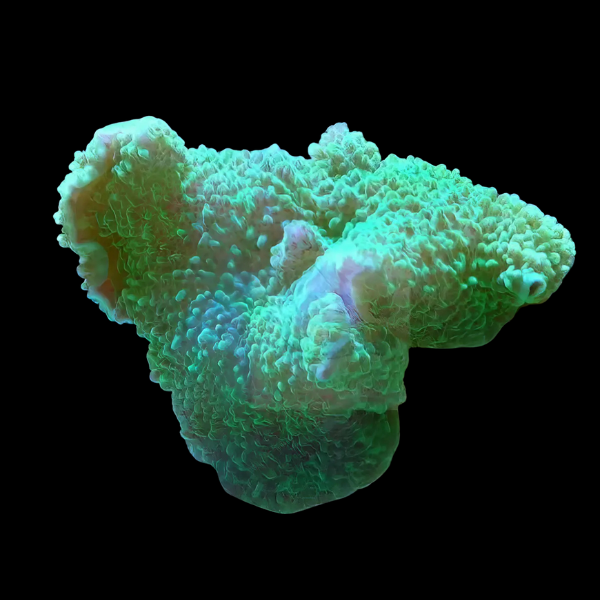 Leather Rock Mushroom Fungiidae Coral Green Rhodactis Sp - Real Aquatics