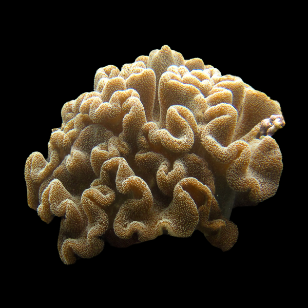 Leather Rock Mushroom Fungiidae Coral Rhodactis Sp - Real Aquatics