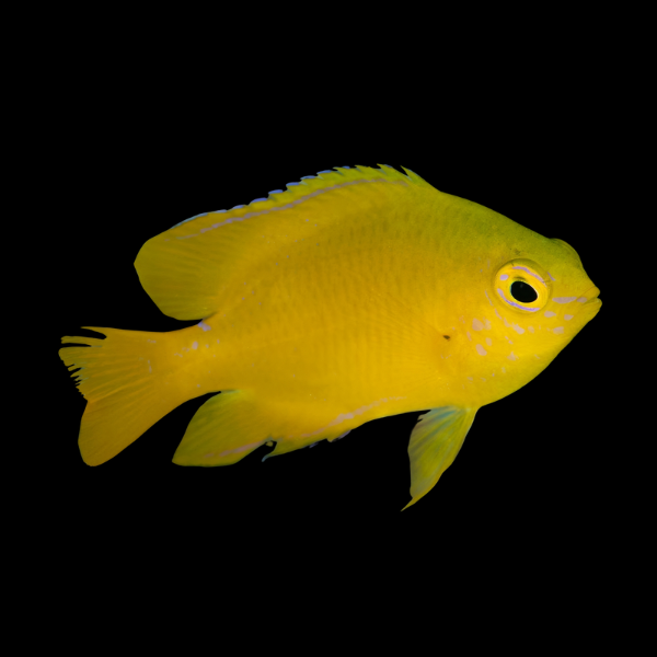Lemon Damsel Amblyglyphidodon Aureus - Real Aquatics