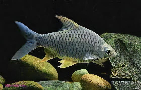 Lemon Fin Diamond Shark Hypsibarbus Wetmorei 8cm - Real Aquatics