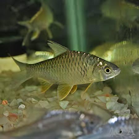 Lemon Fin Diamond Shark Hypsibarbus Wetmorei 8cm - Real Aquatics