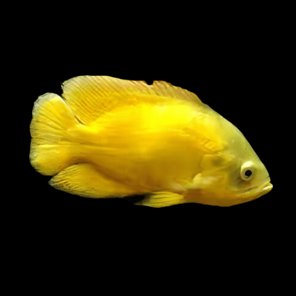 Lemon Oscar Yellow Astronotus Ocellatus - Real Aquatics