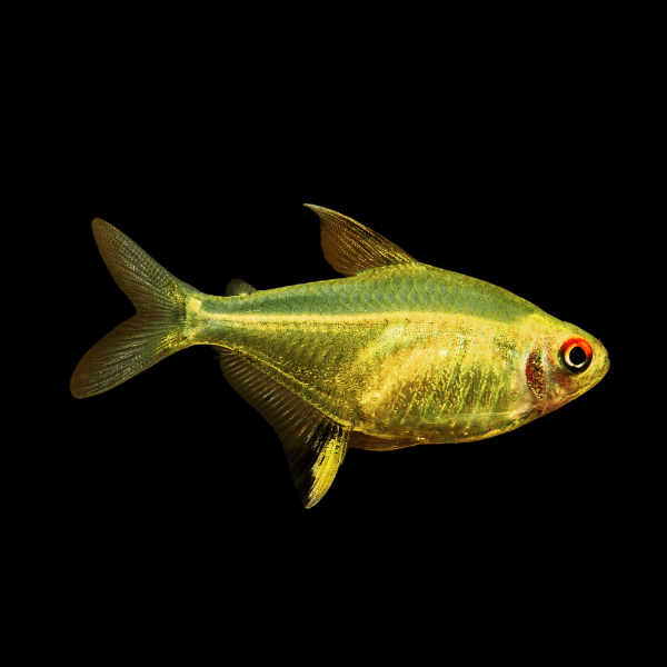 Lemon Tetra Hyphessobrycon Pulchripinnis 2cm - Real Aquatics