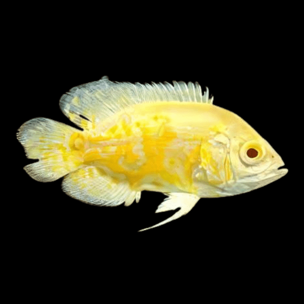 Lemon Tiger Oscar Yellow Astronotus Ocellatus - Real Aquatics