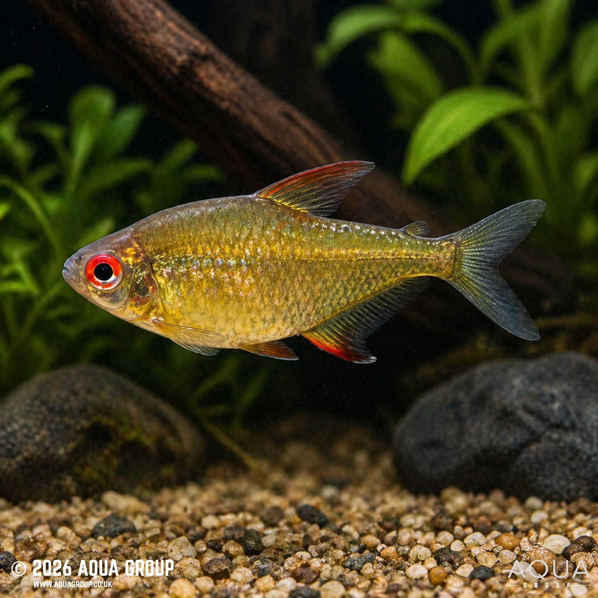Orange Bolivian Lemon Tetra (Hyphessobrycon pulchripinnis)