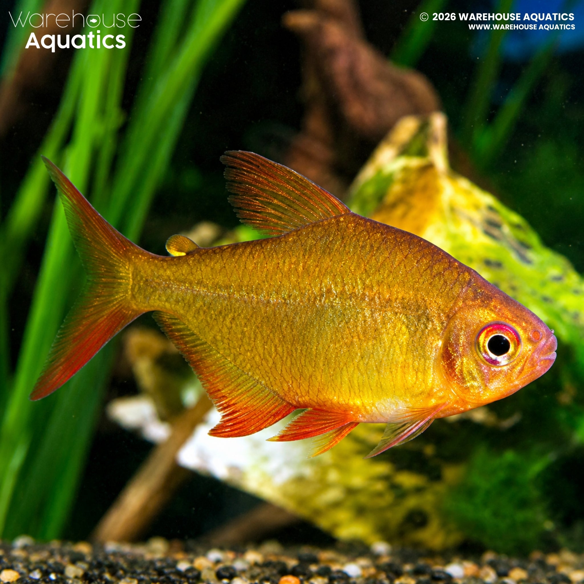 Orange Bolivian Lemon Tetra (Hyphessobrycon pulchripinnis)