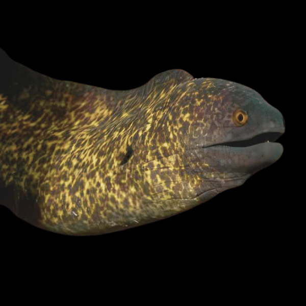 Leopard Yellow Edged Eel Gymnothorax Flavimarginatus - Real Aquatics