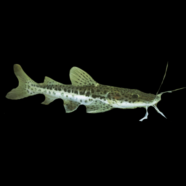 Leopard Catfish Hybrid Red Tailed Catfish x Tiger Shovelnose Catfish 10cm - Real Aquatics