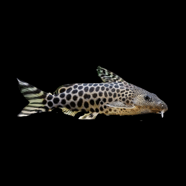 Leopard Catfish Synodontis Pardalis 5cm - Real Aquatics