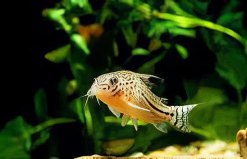 Leopard Corydoras Julii 3cm Catfish - Real Aquatics