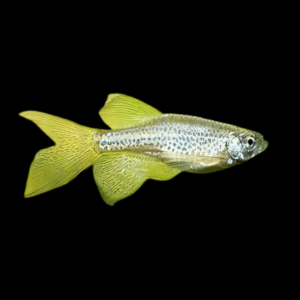 Leopard Danio Long Fin Danio Rerio 2cm - Real Aquatics