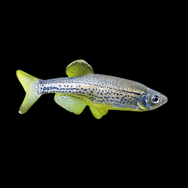 Leopard Danio Danio Rerio 2cm - Real Aquatics
