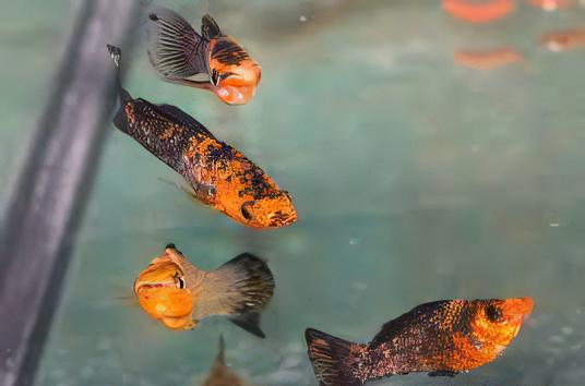 Leopard Molly Poecilia Sphenops 3cm - Real Aquatics