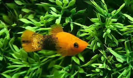 Leopard Molly Poecilia Sphenops 3cm - Real Aquatics