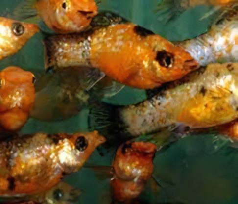 Leopard Molly Poecilia Sphenops 3cm - Real Aquatics