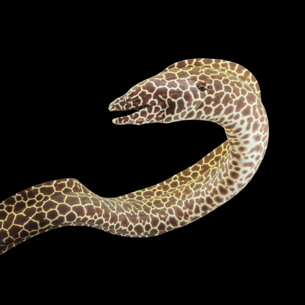 Leopard Moray Eel Gymnothorax Favagineus - Real Aquatics