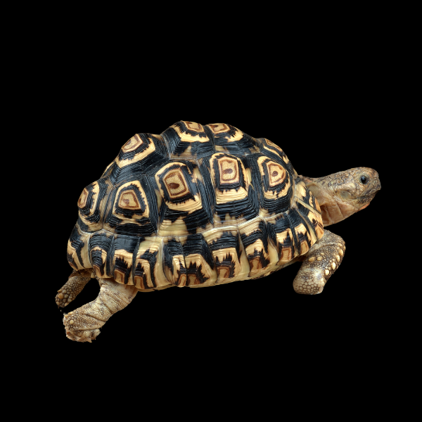 Leopard Tortoise Stigmochelys Pardalis Juvenile - Real Aquatics