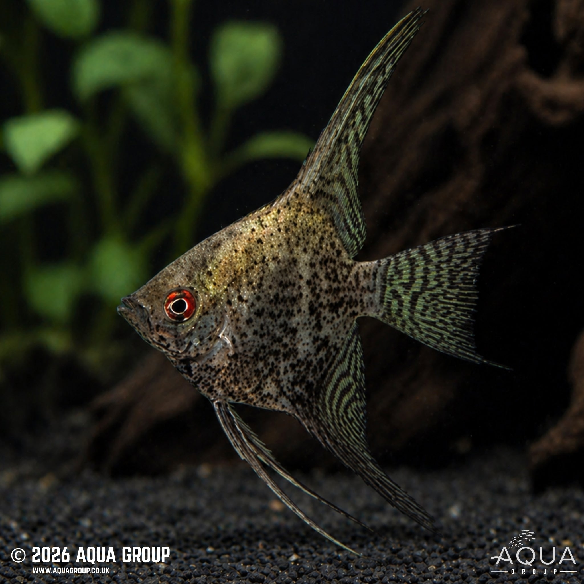 Leopard Angelfish (Pterophyllum scalare)