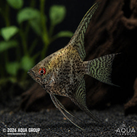 Angelfish