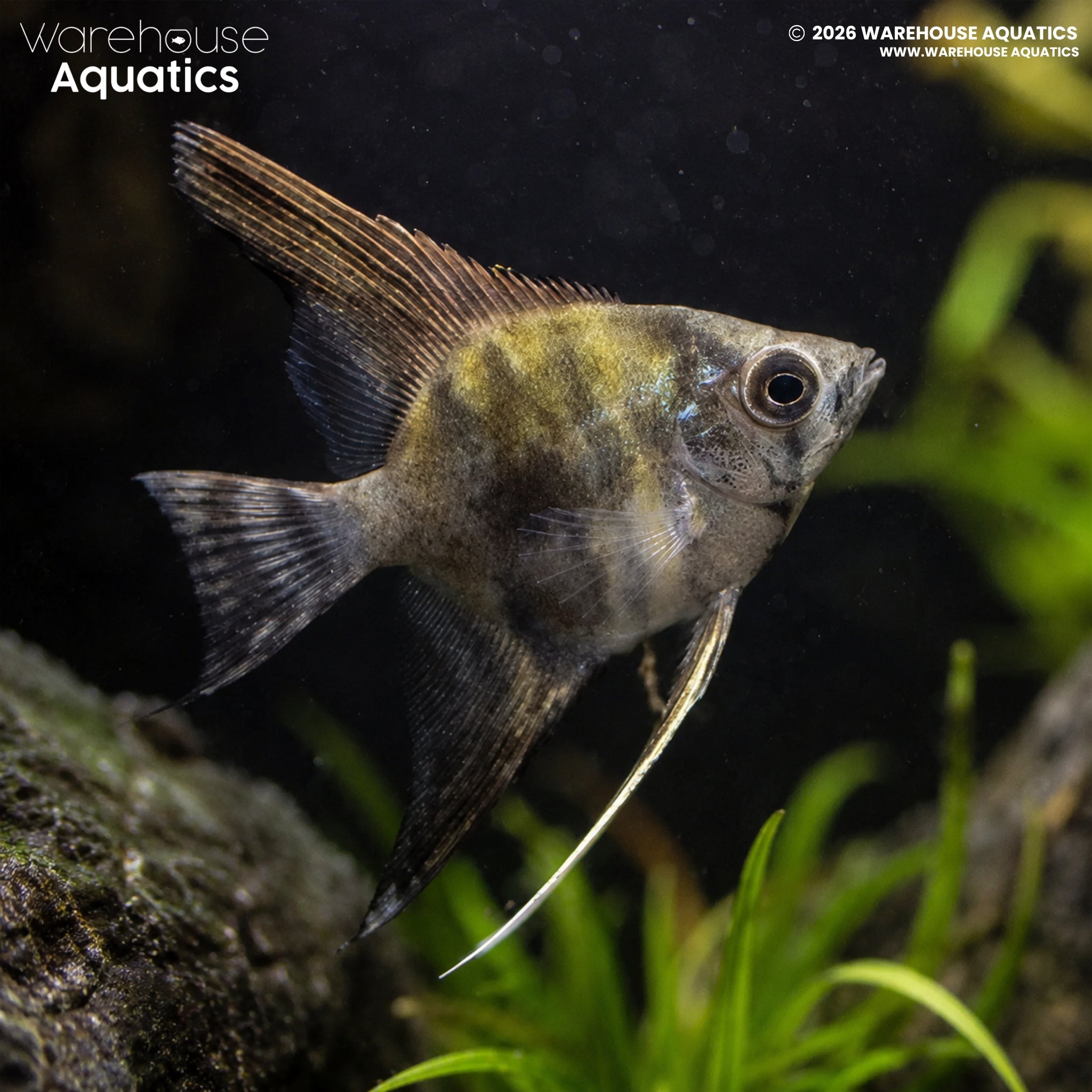 Leopard Angelfish (Pterophyllum scalare)