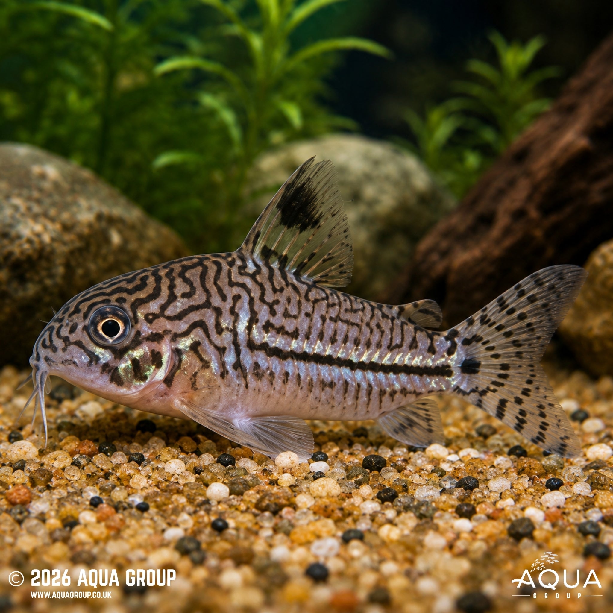 Leopard Cory (Hoplisoma trilineatum)