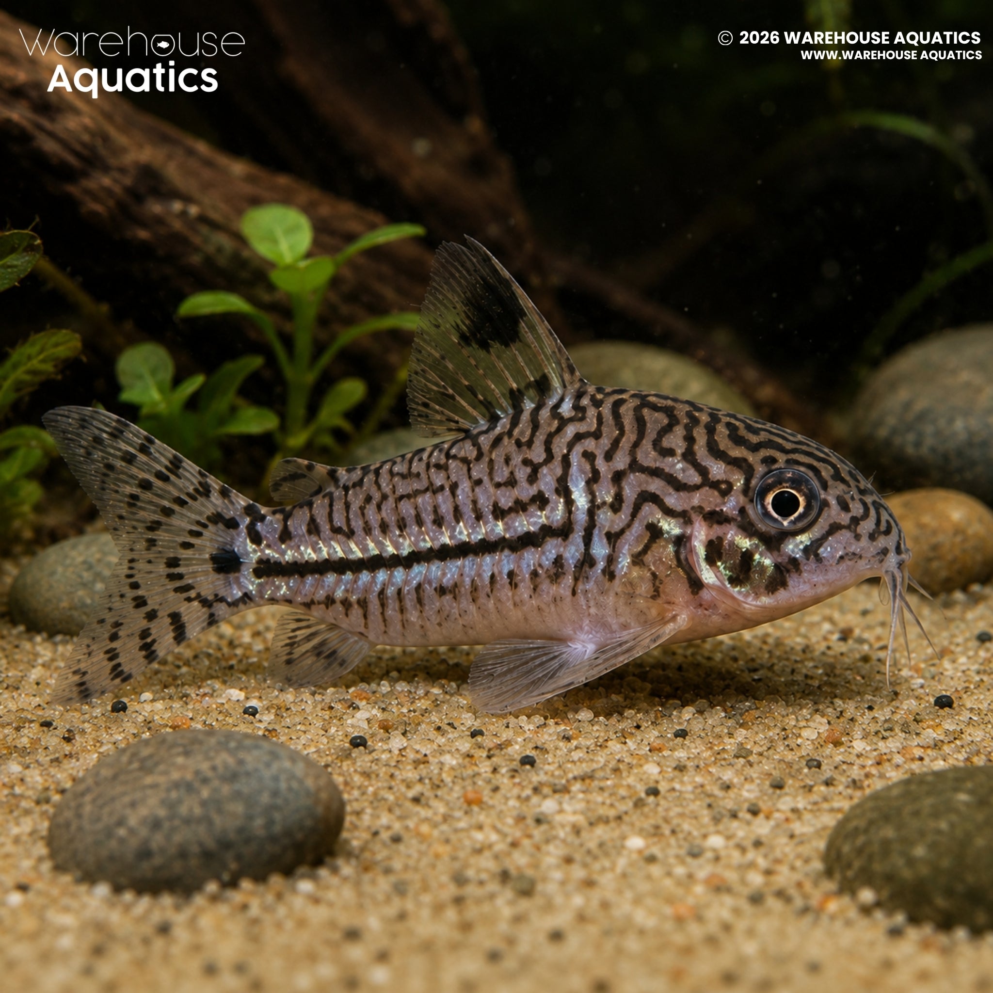 Leopard Cory (Hoplisoma trilineatum)