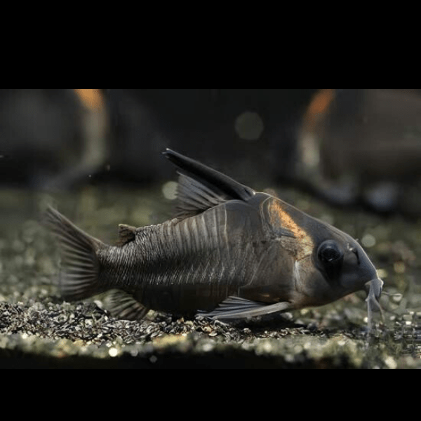 Lessex Corydoras Lessex CW045 4cm Catfish - Real Aquatics