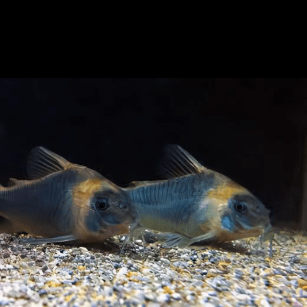 Lessex Corydoras Lessex CW045 4cm Catfish - Real Aquatics