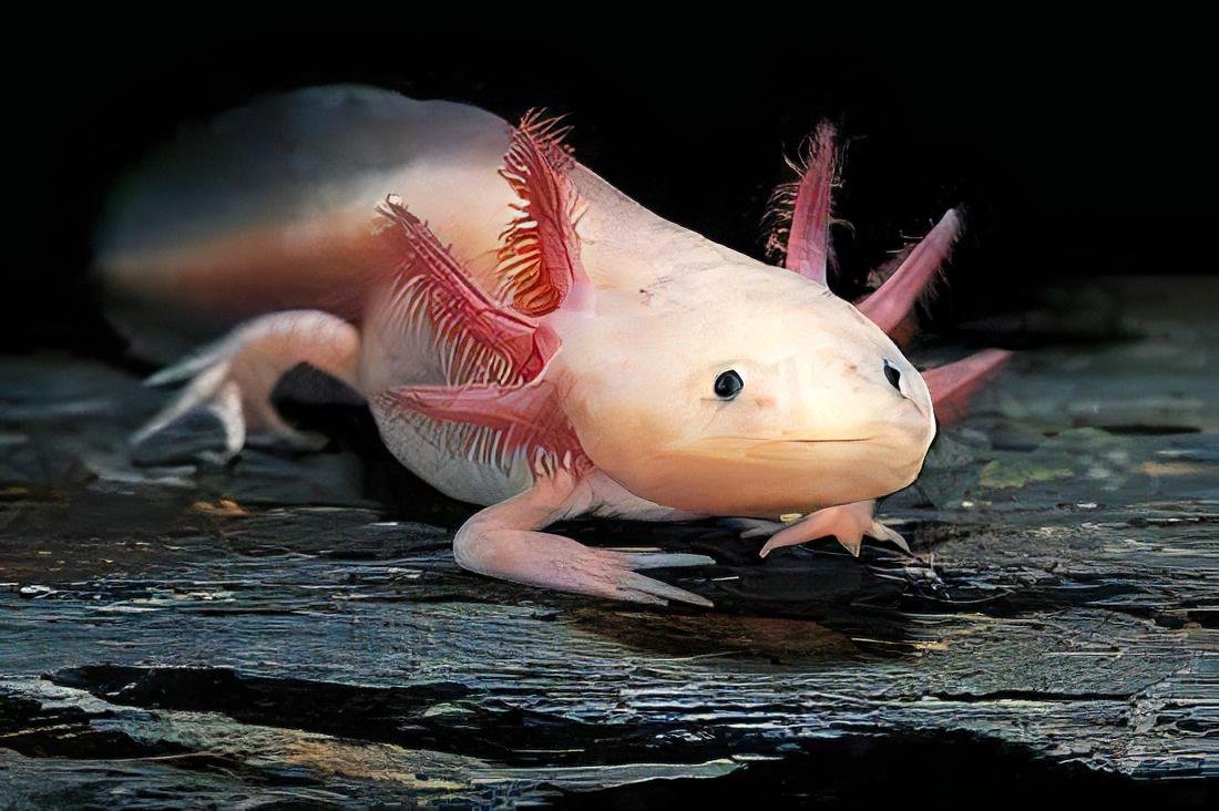 Leucistic White Black Eye Axolotl Ambystoma Mexicanum - Real Aquatics