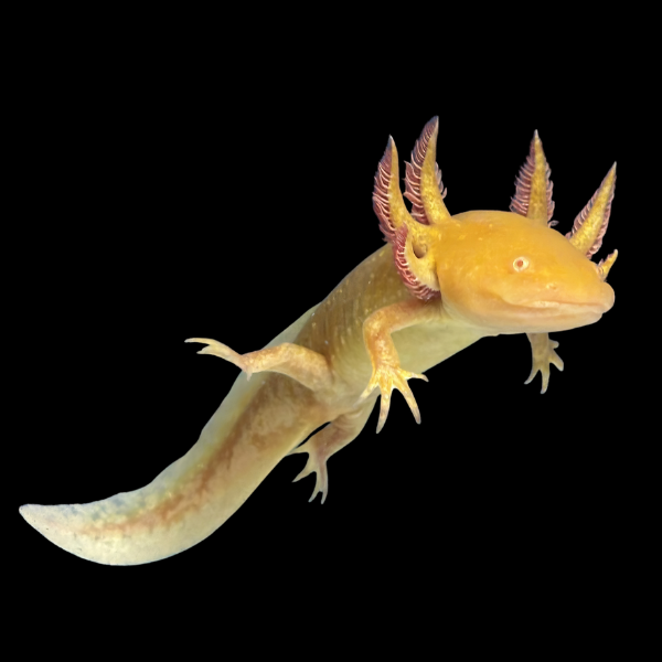 Leucistic Golden Red Eye Axolotl Ambystoma Mexicanum - Real Aquatics