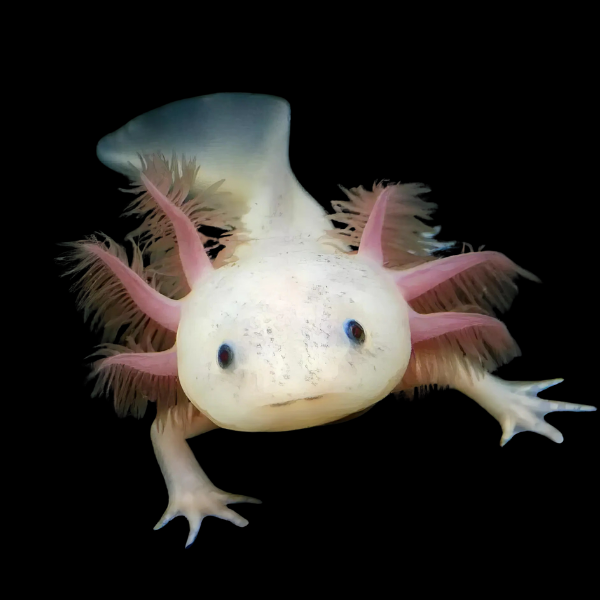 Leucistic White Black Eye Axolotl Ambystoma Mexicanum - Real Aquatics