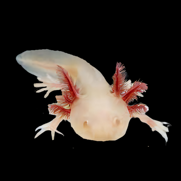 Leucistic White Red Eye Axolotl Ambystoma Mexicanum - Real Aquatics