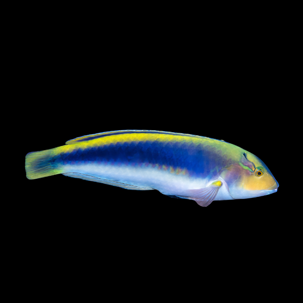 Lightning Wrasse Halichoeres Cyanocephalus - Real Aquatics