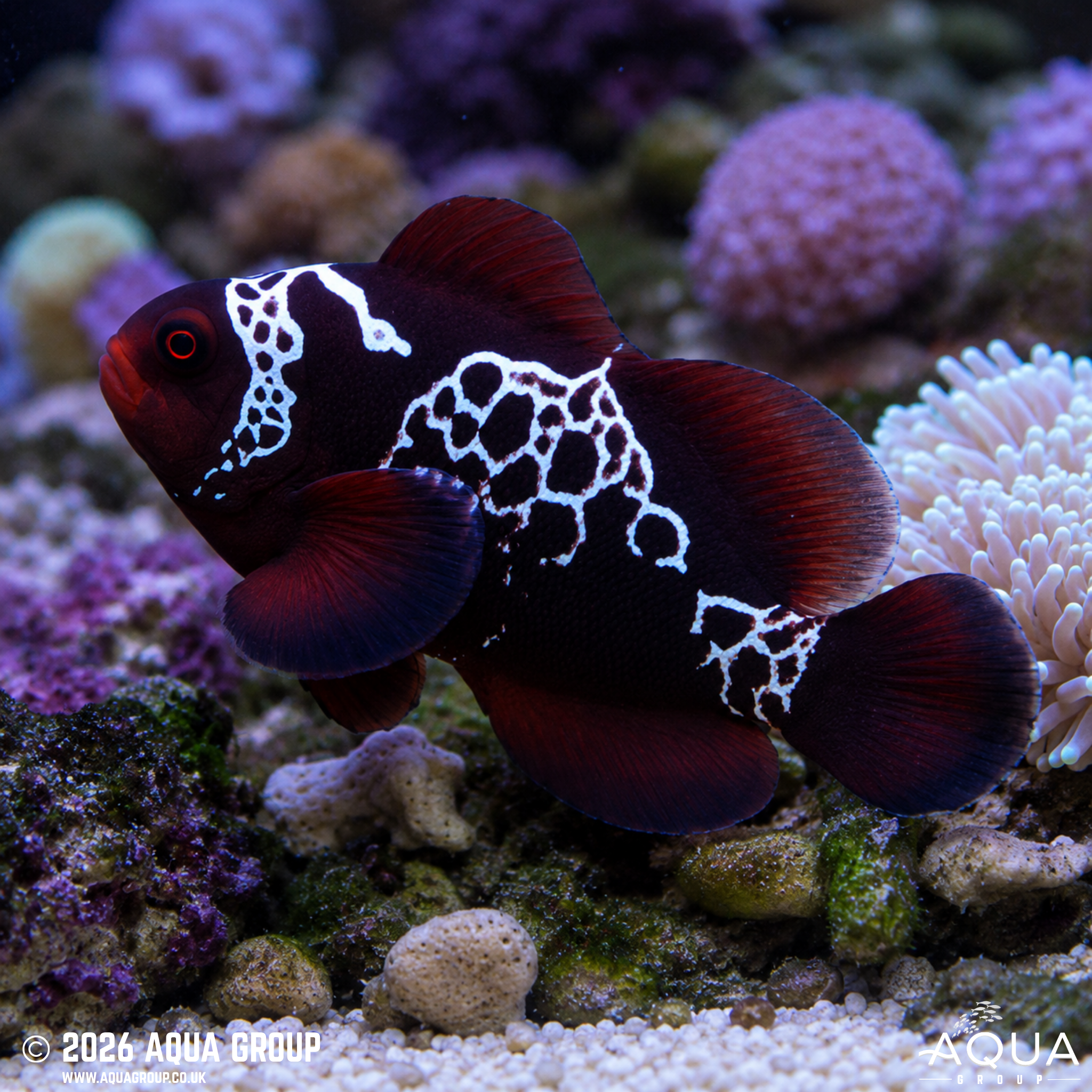 Lightning Maroon Clownfish (Amphiprion biaculeatus)