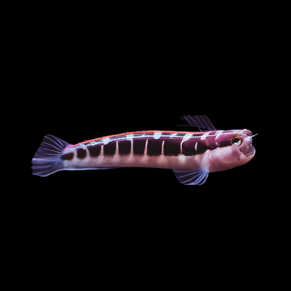 Linear Red Stripe Blenny Ecsenius Lineatus - Real Aquatics