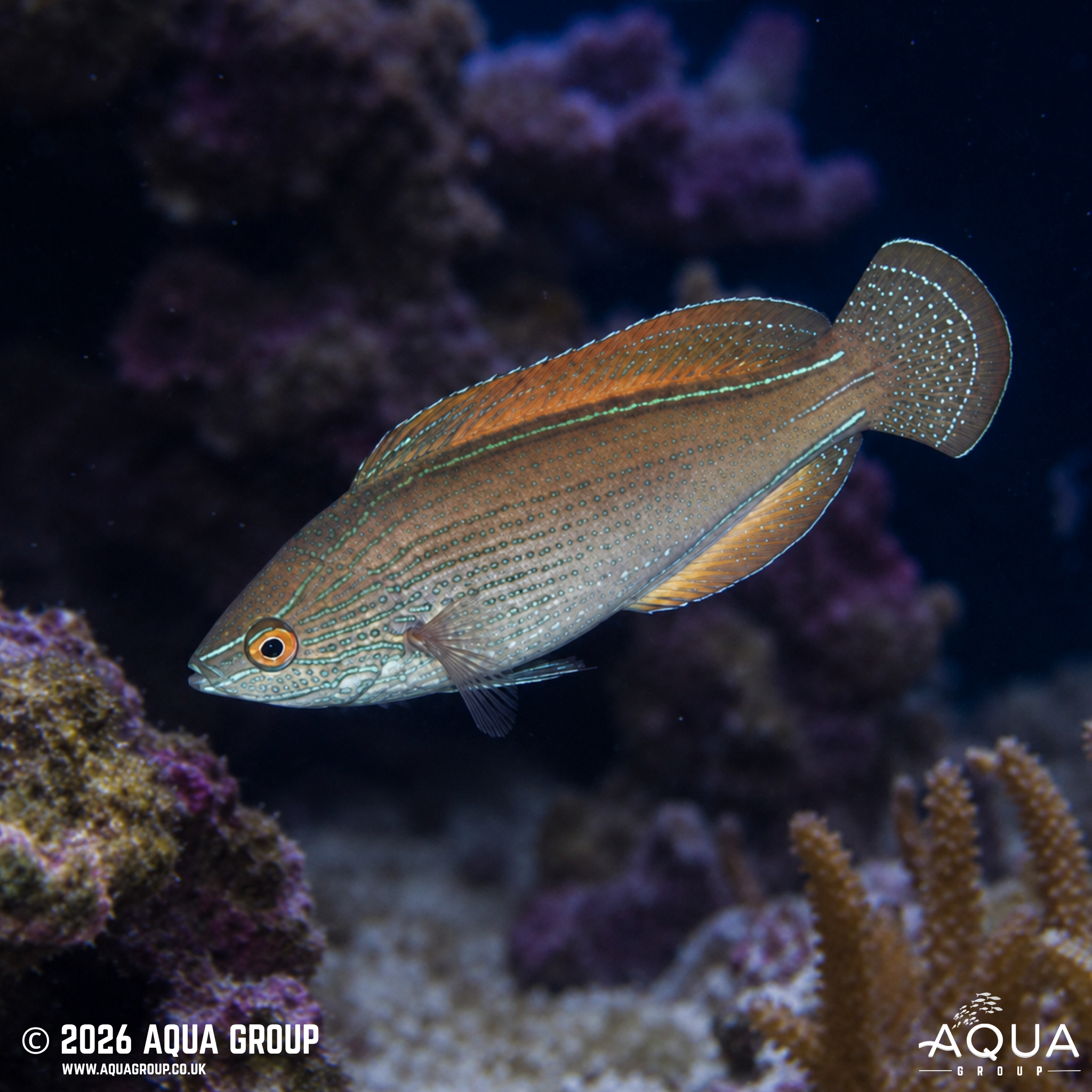 Lineatus Fairy Wrasse