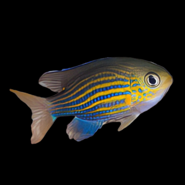 Lined Chromis Pycnochromis Lineatus - Real Aquatics