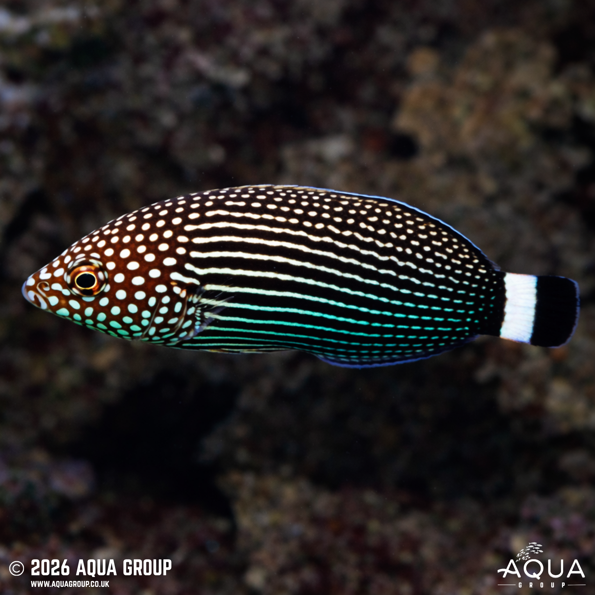 Lined Tamarin Wrasse (Anampses lineatus)