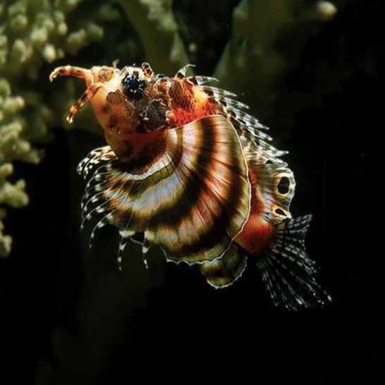 Fu Manchu Lionfish (Dendrochirus biocellatus)