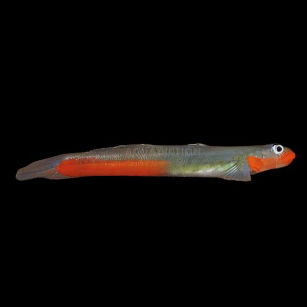 Lipstick Goby Sicyopus Jongkas 3cm - Real Aquatics