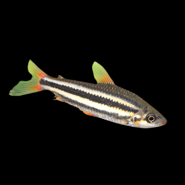 Lipstick Arcus Leporinus Leporinus Arcus 5cm - Real Aquatics