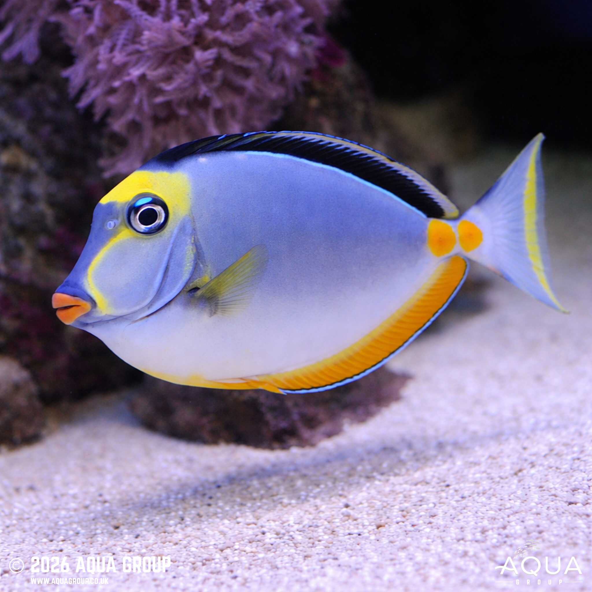 Lipstick Naso Tang (Naso lituratus)