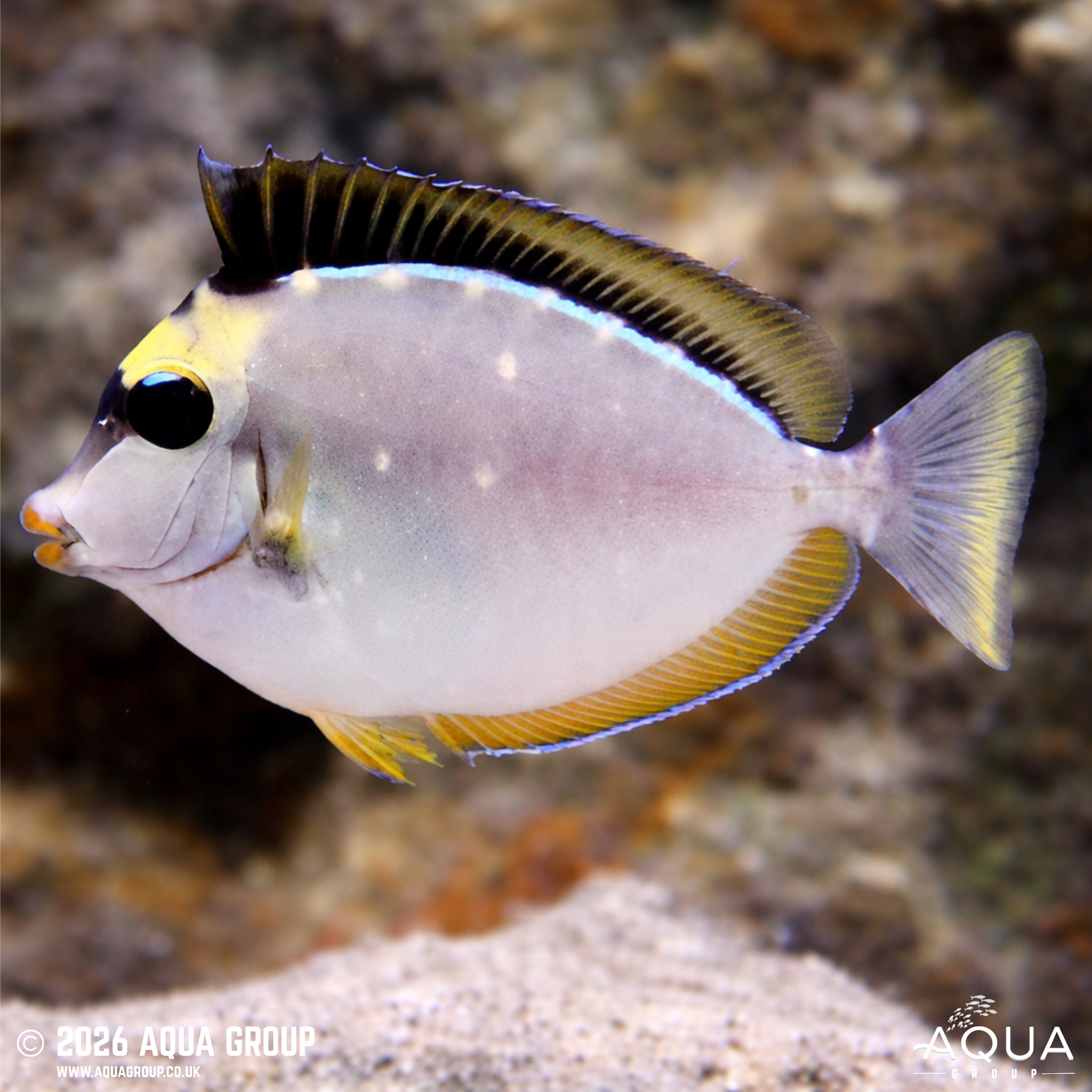 Lipstick Naso Tang (Naso lituratus)